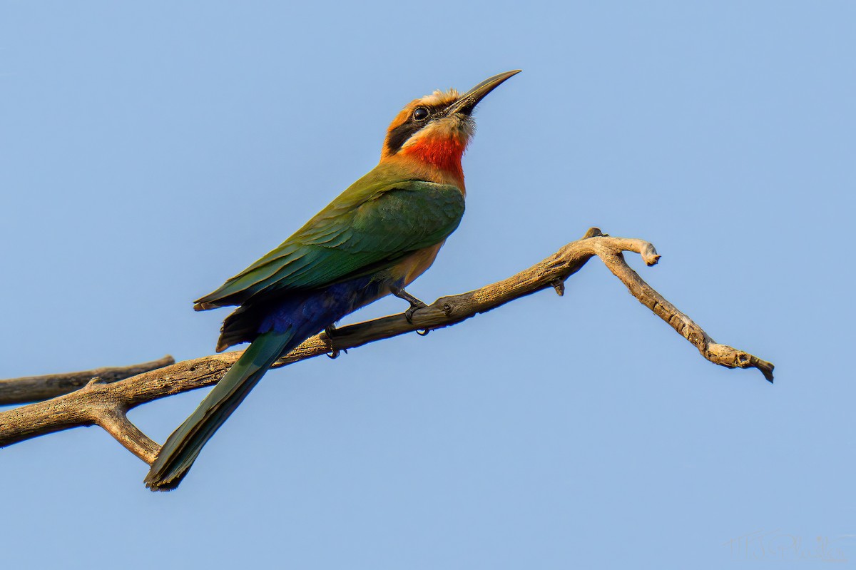White-fronted Bee-eater - ML645860961