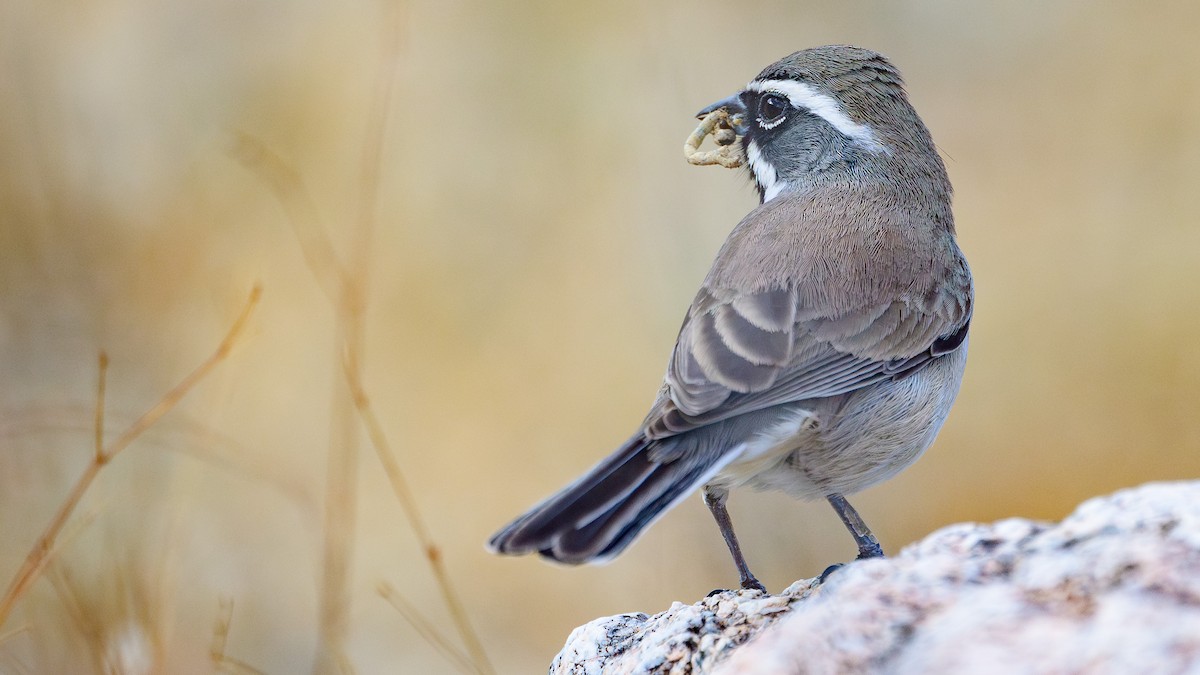 Black-throated Sparrow - ML645860962