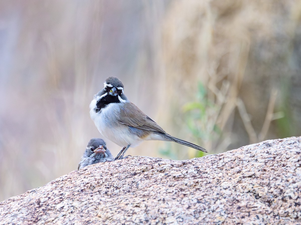Black-throated Sparrow - ML645860963