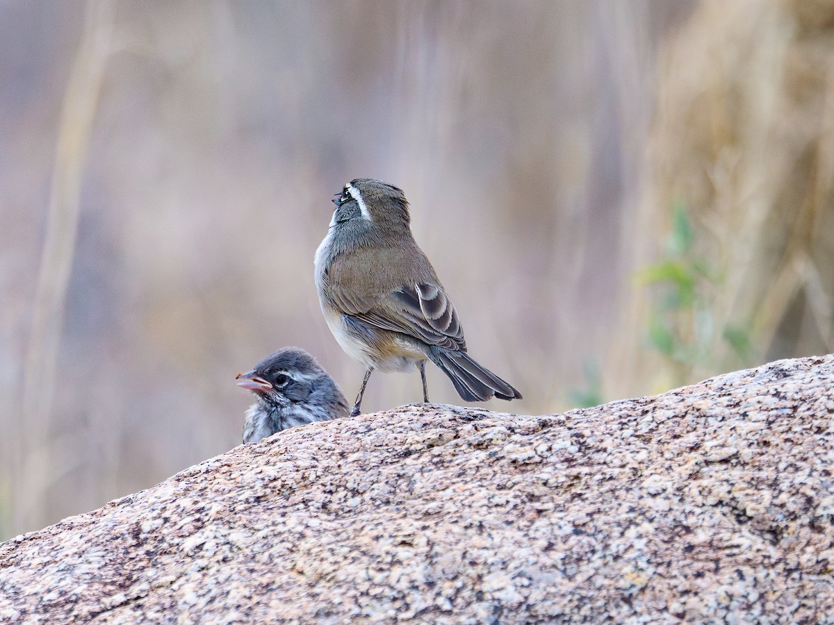 Black-throated Sparrow - ML645860965