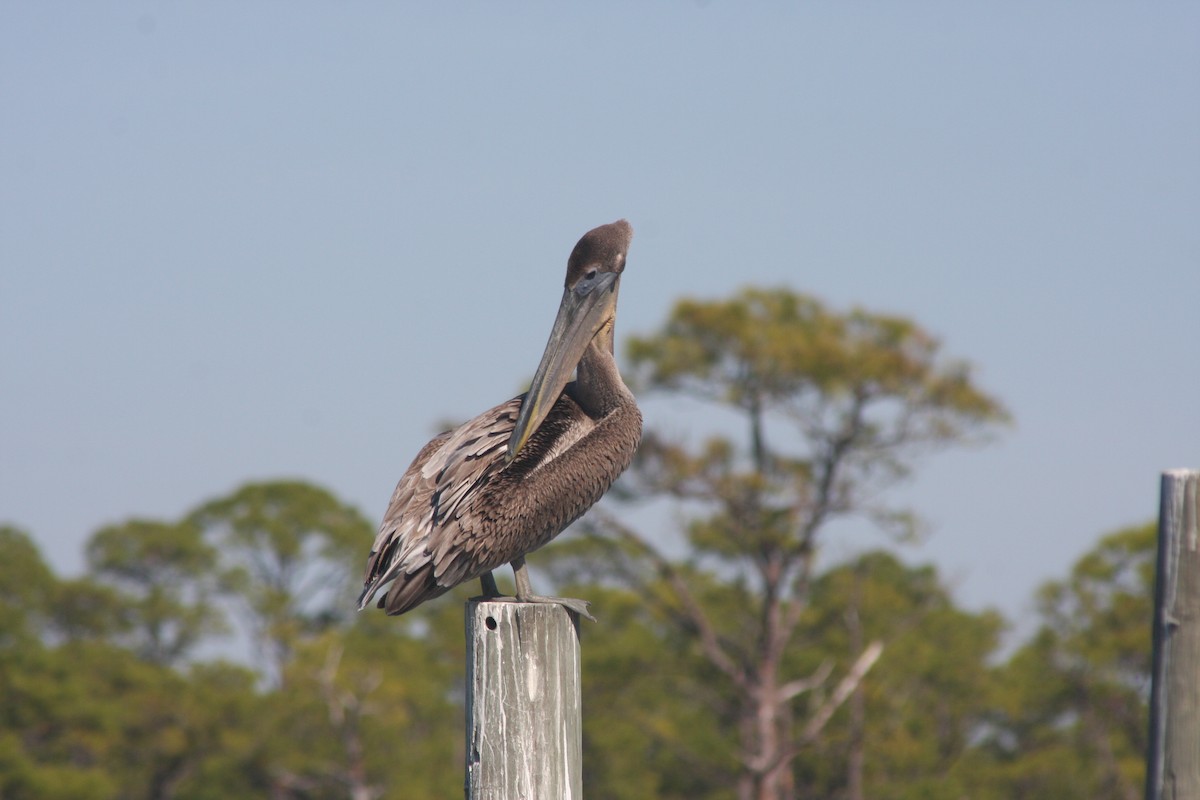 Brown Pelican - ML645860967