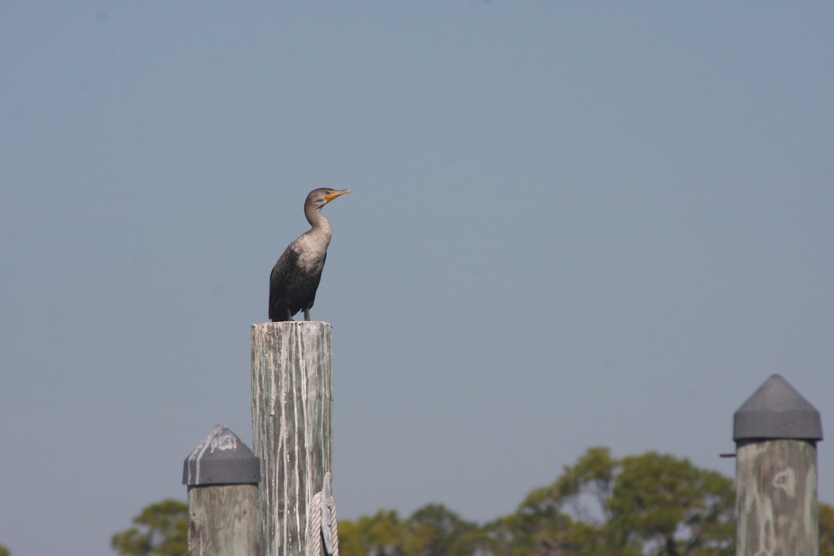 Double-crested Cormorant - ML645860968