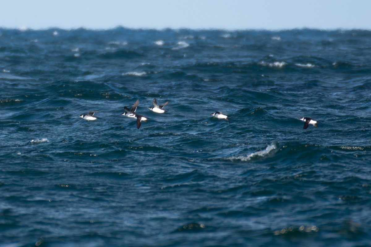 Razorbill - ML645860969