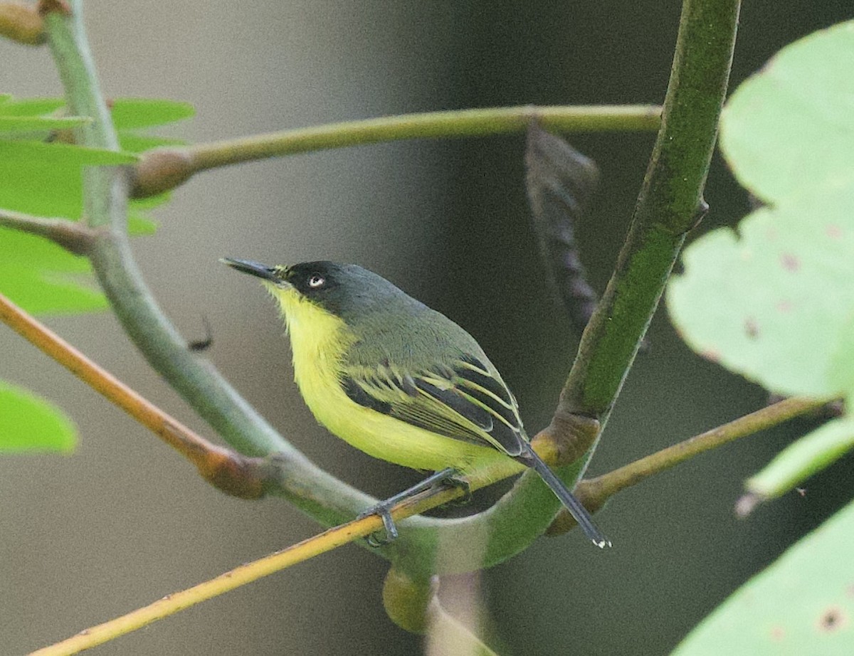 Common Tody-Flycatcher - ML645860973