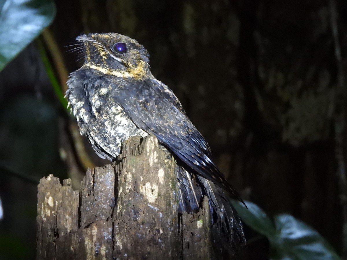 Silky-tailed Nightjar - ML645860975
