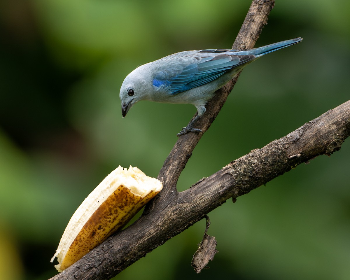Blue-gray Tanager - ML645860976