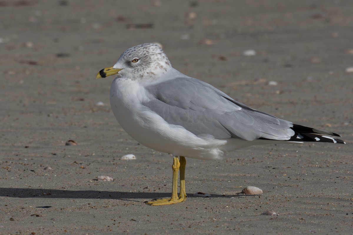 Ring-billed Gull - ML645860978
