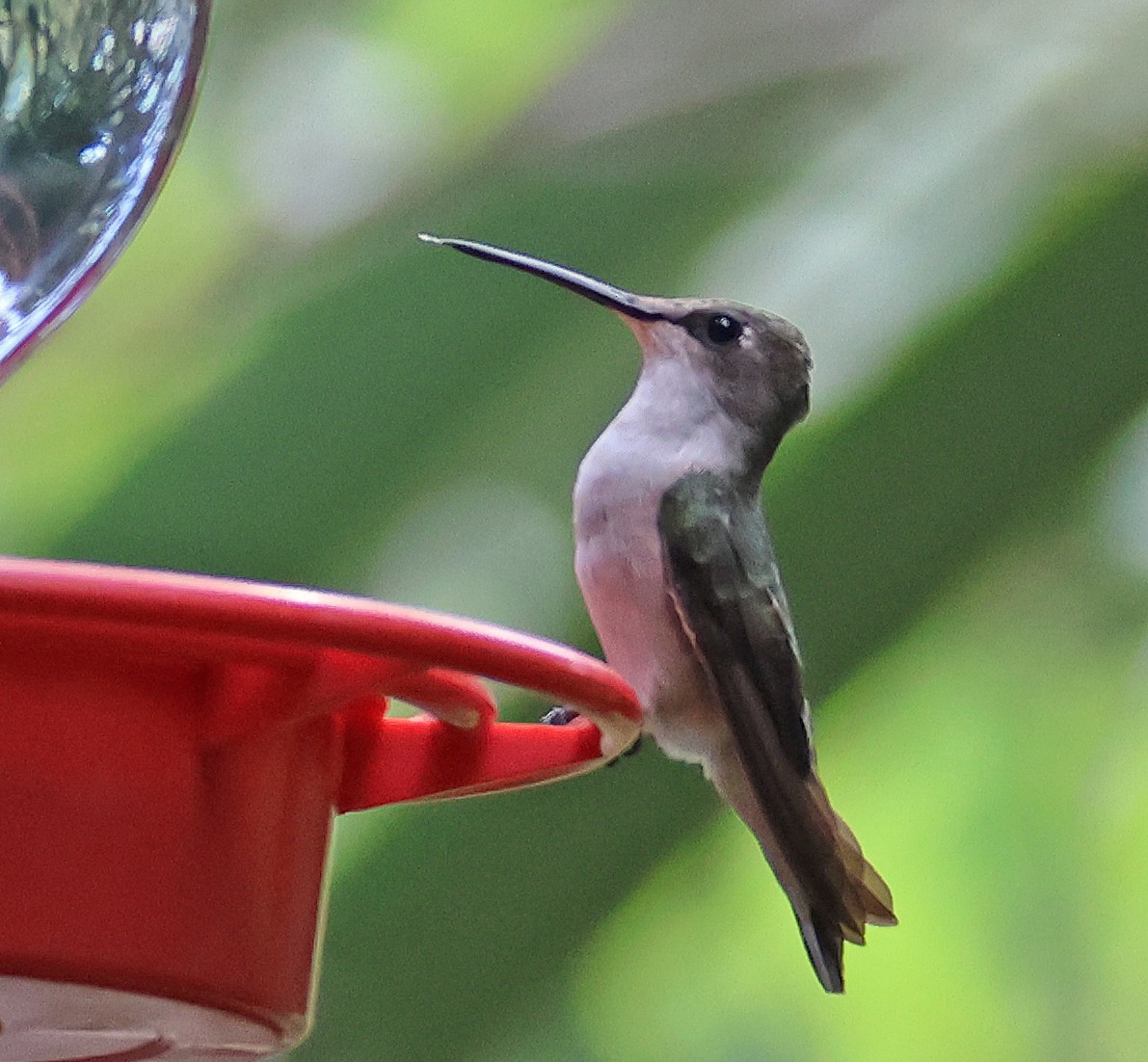 Black-chinned Hummingbird - ML645860979