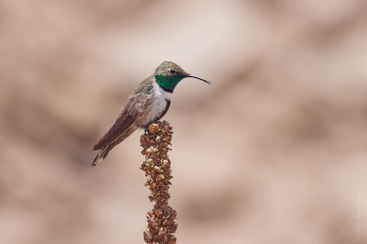 White-sided Hillstar - ML645860981