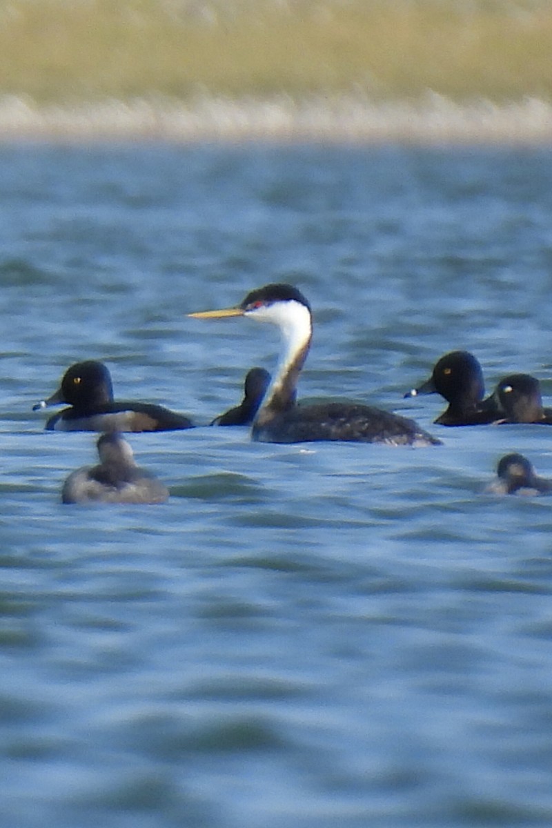 Western Grebe - ML645860986