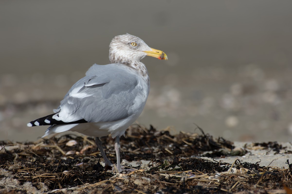 American Herring Gull - ML645860987