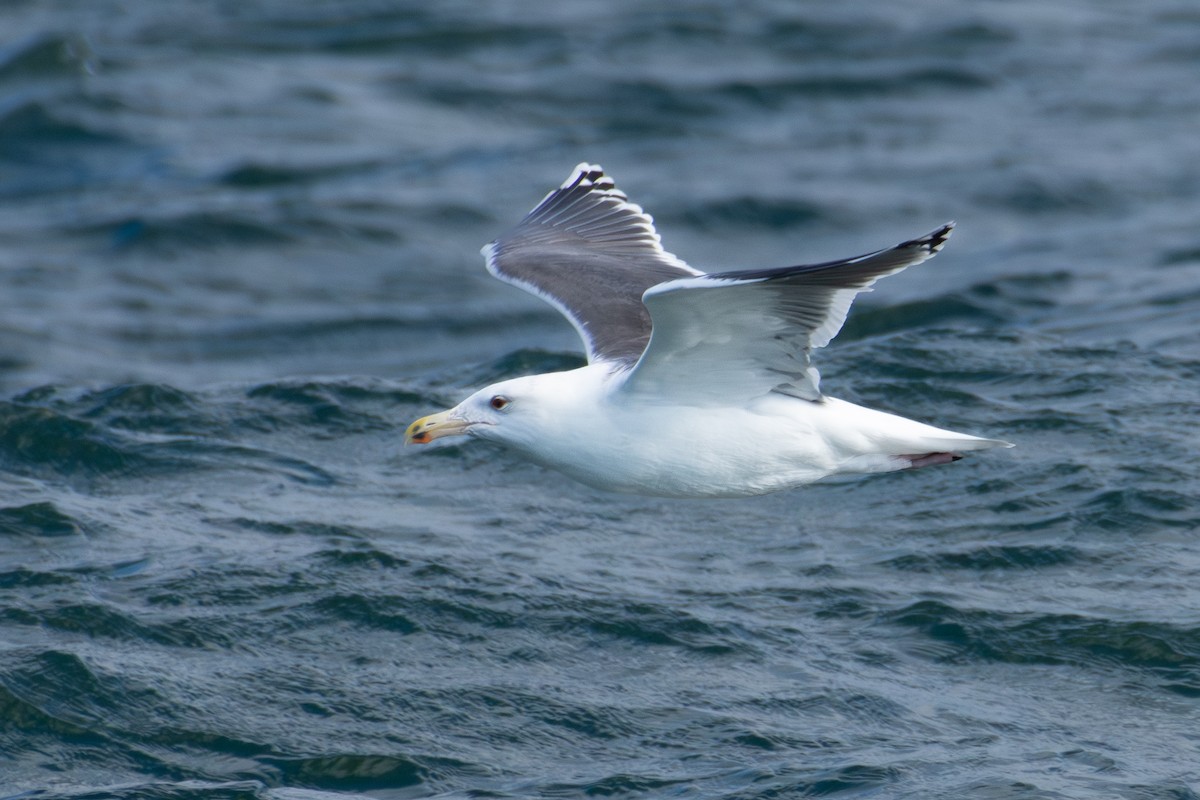American Herring Gull - ML645860988