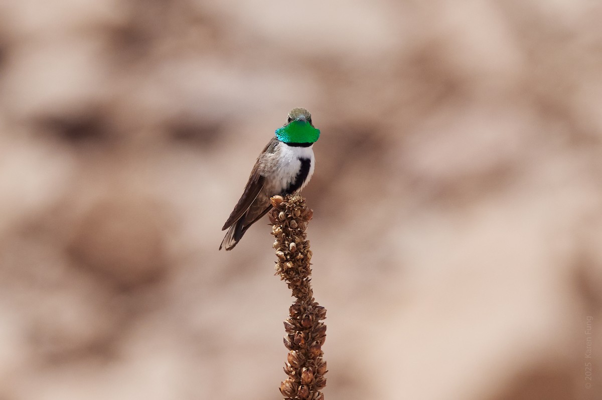 White-sided Hillstar - ML645860989