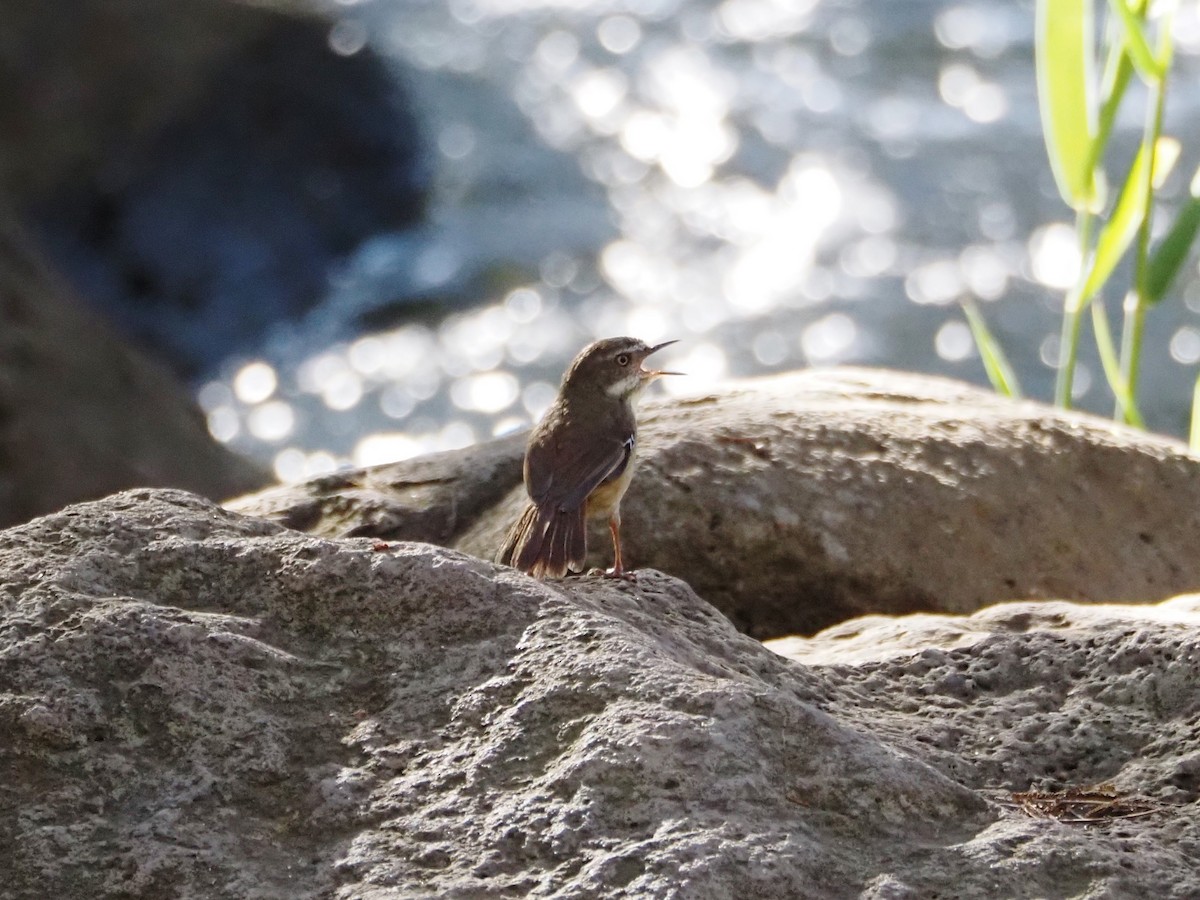 White-browed Scrubwren - ML645860995