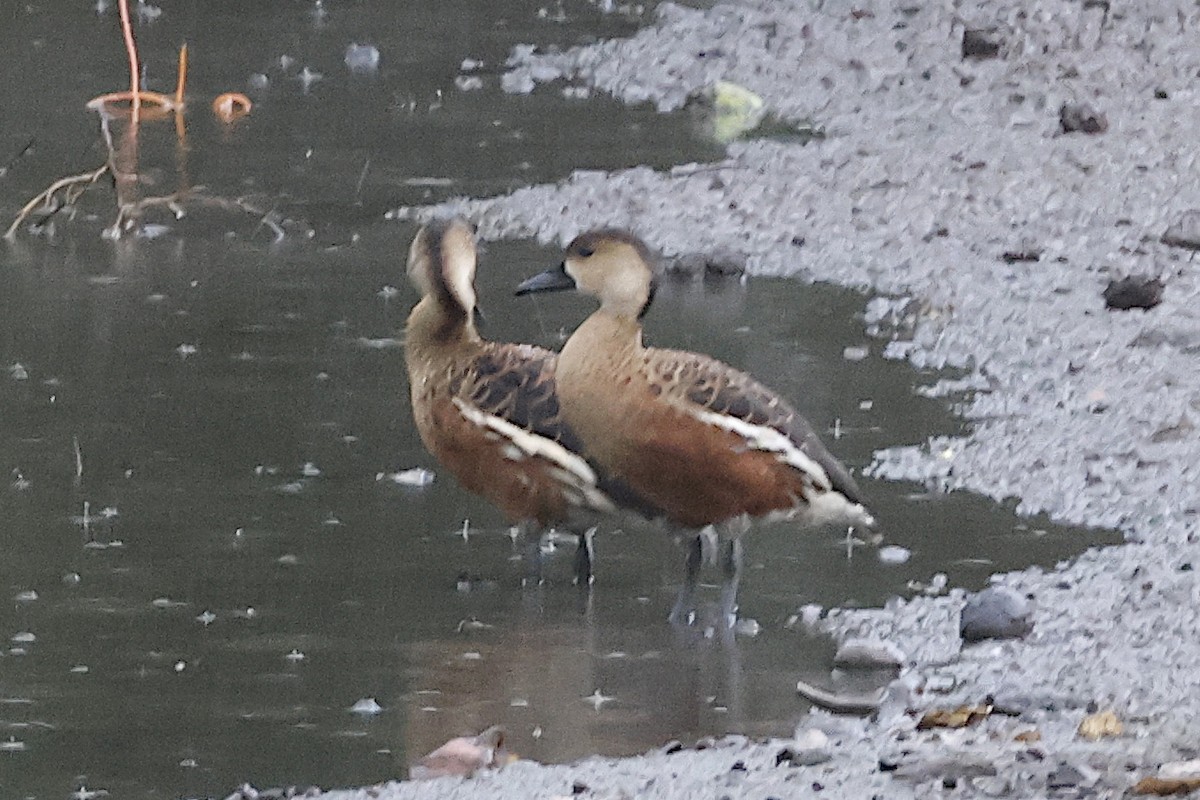 Wandering Whistling-Duck - ML645861000