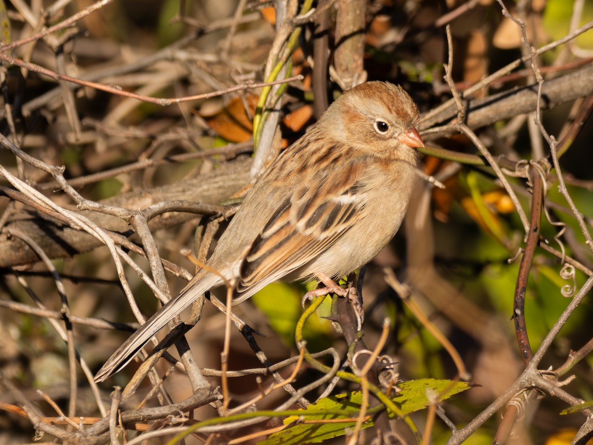 Field Sparrow - ML645861001