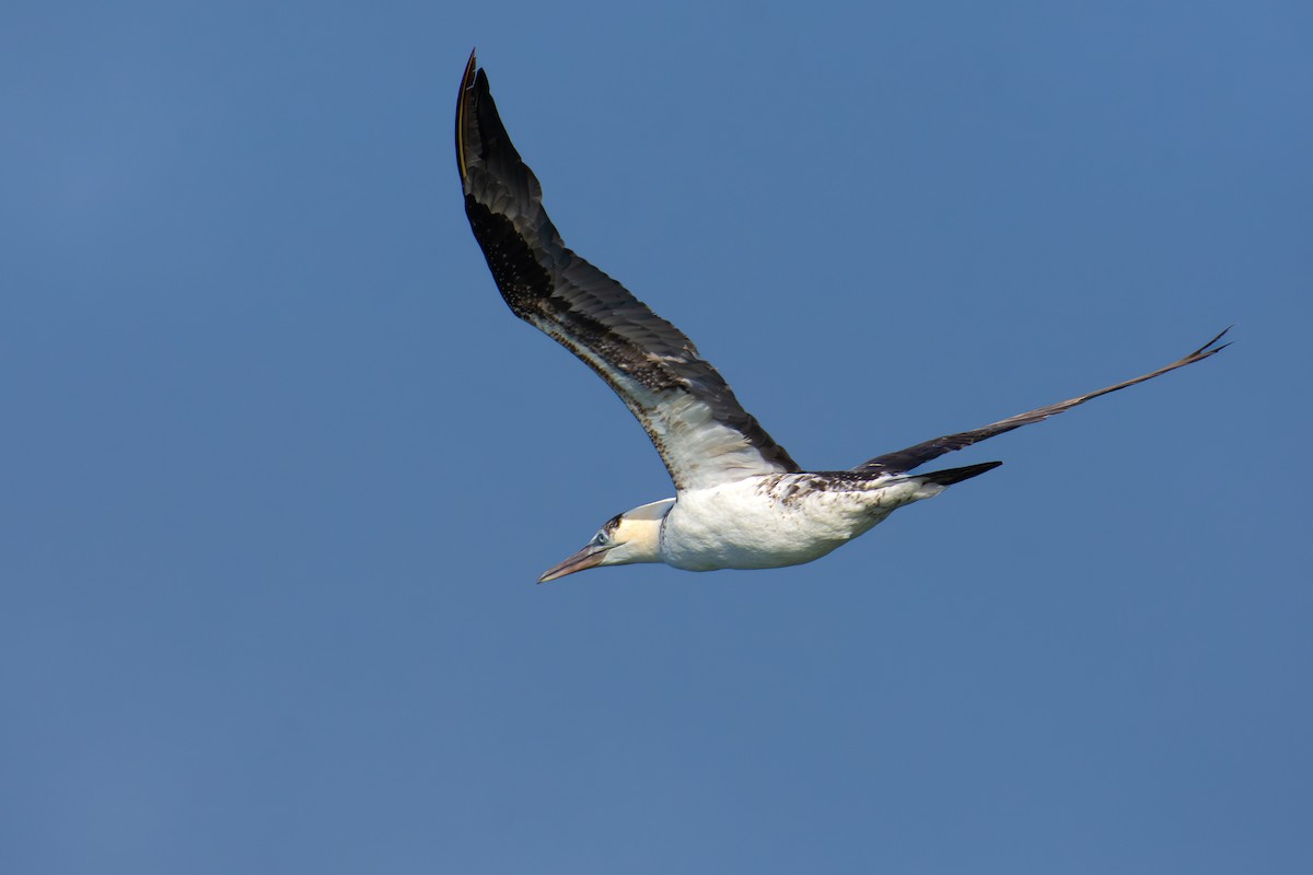 Northern Gannet - ML645861002