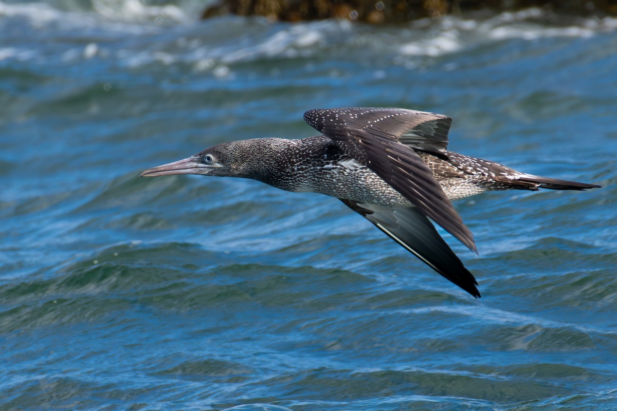 Northern Gannet - ML645861003