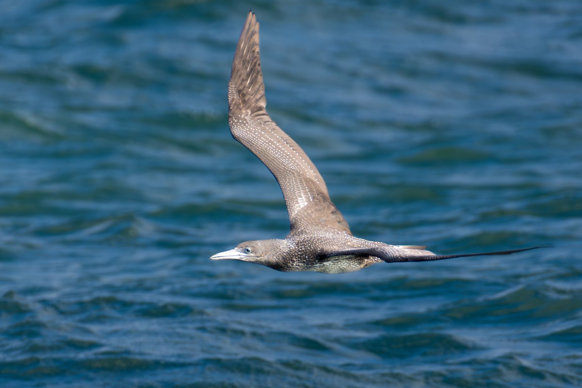 Northern Gannet - ML645861004