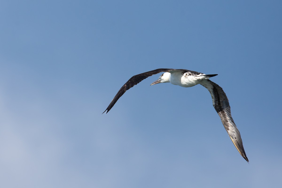 Northern Gannet - ML645861005