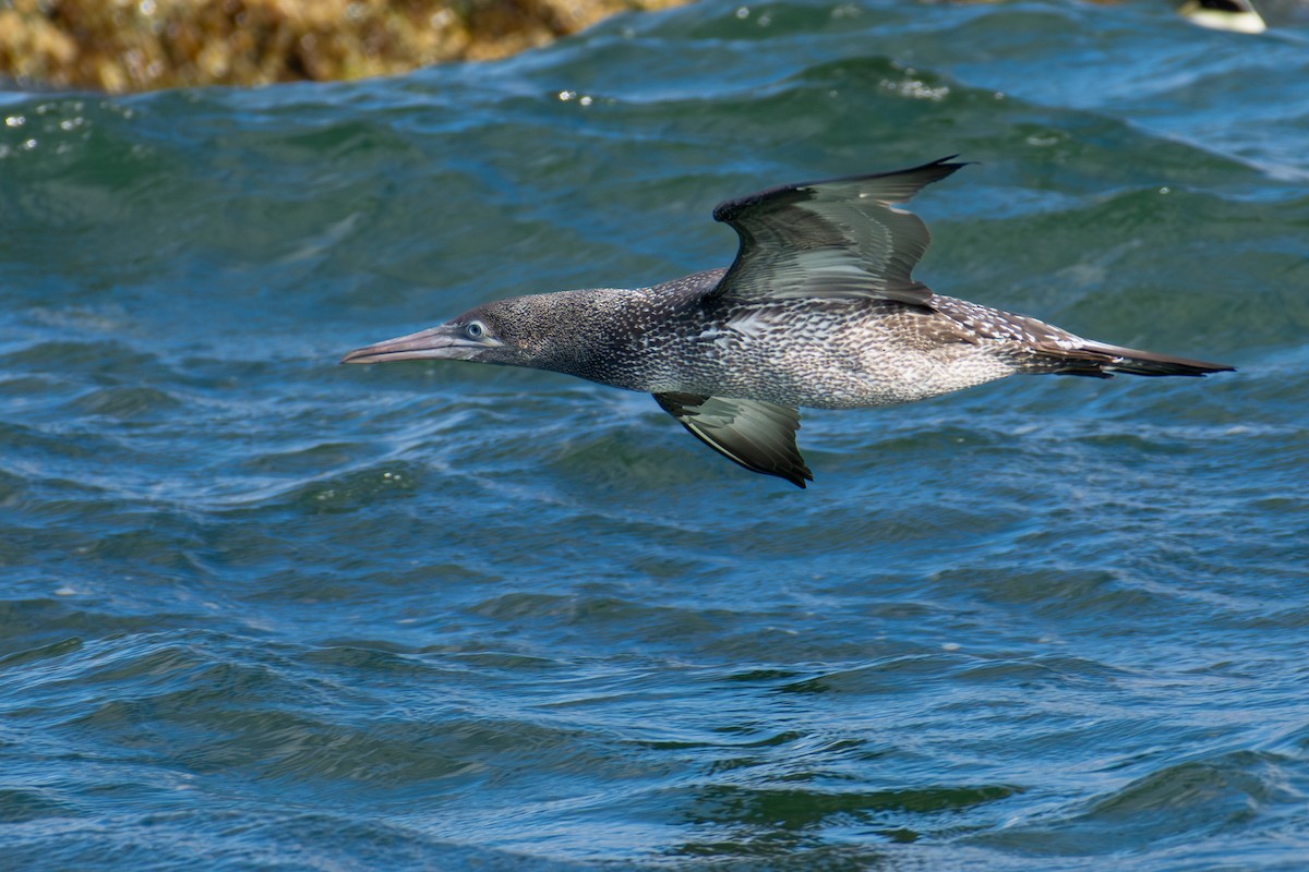Northern Gannet - ML645861006