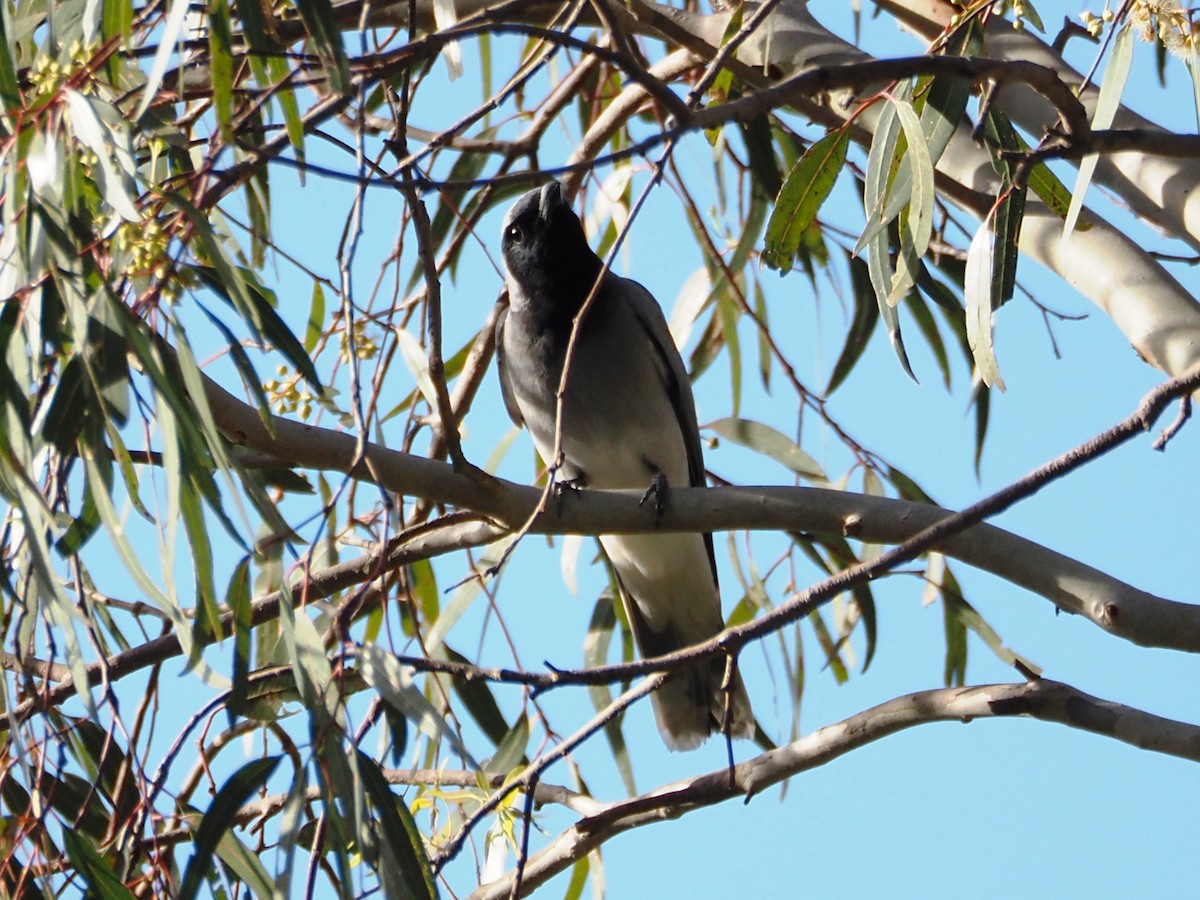 Black-faced Cuckooshrike - ML645861007