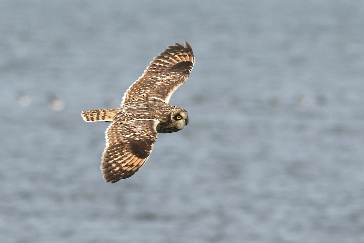 Short-eared Owl - ML645861008