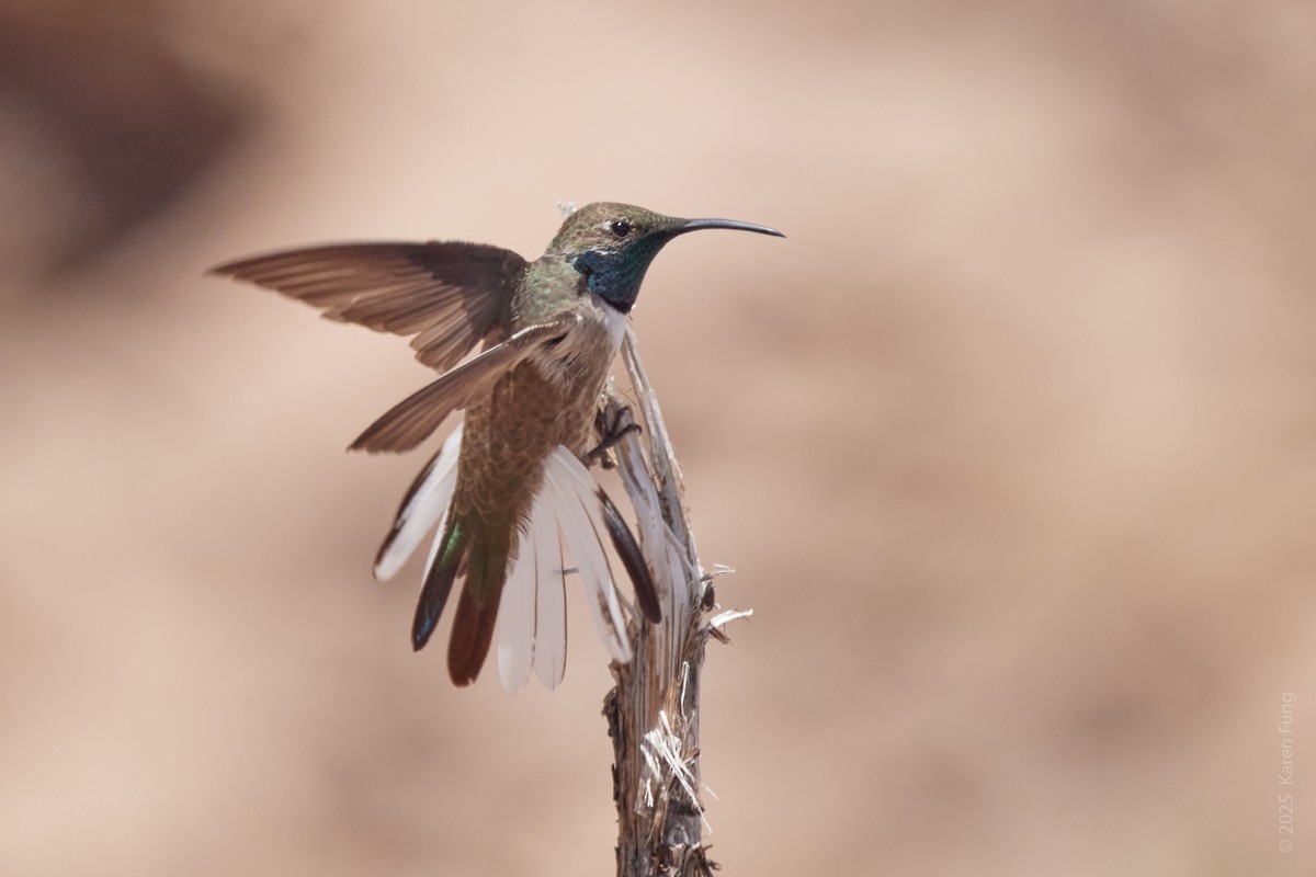 White-sided Hillstar - ML645861009