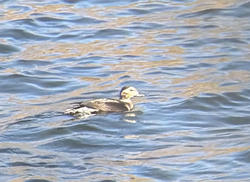 Long-tailed Duck - ML645861010