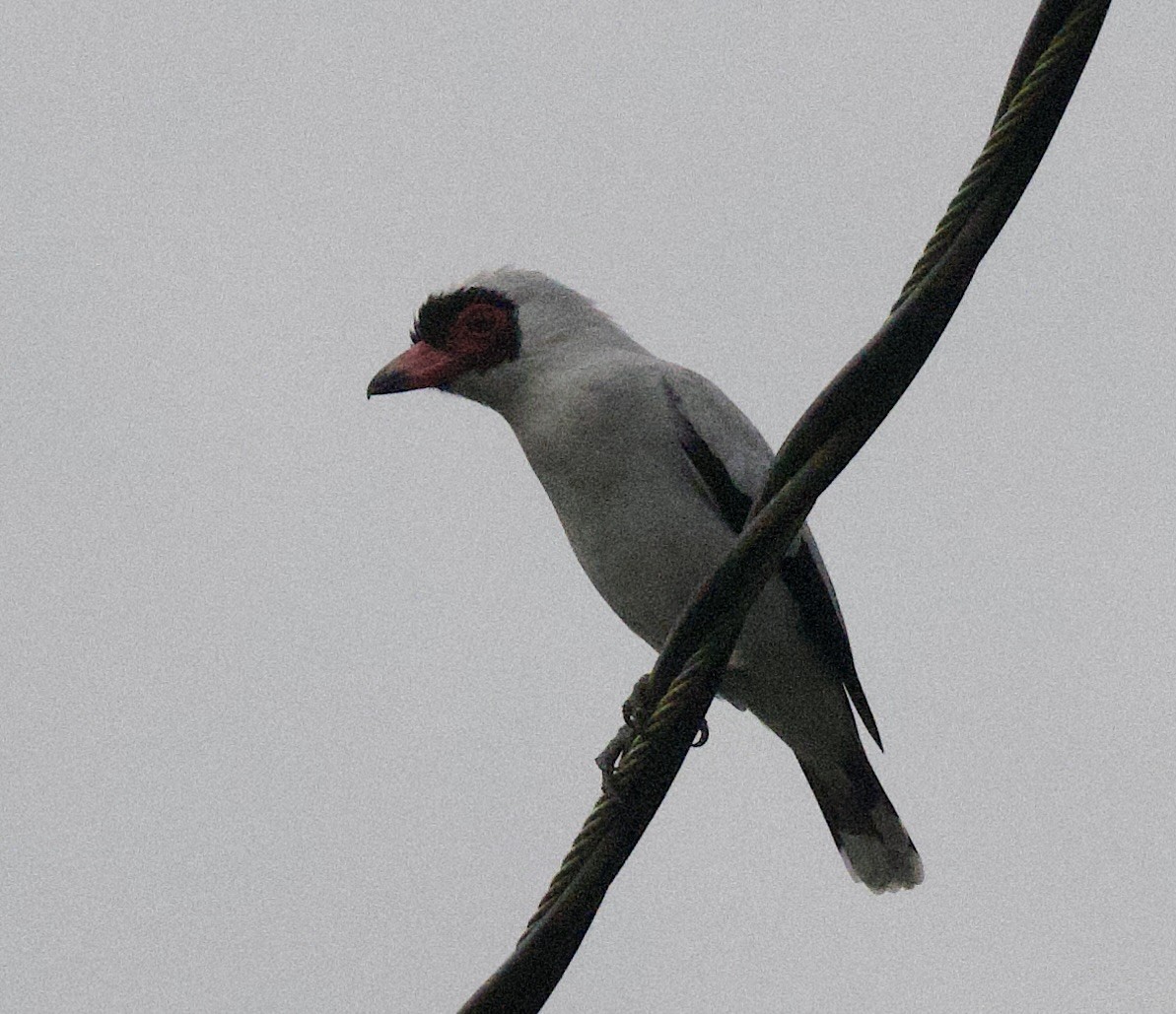 Masked Tityra - ML645861011