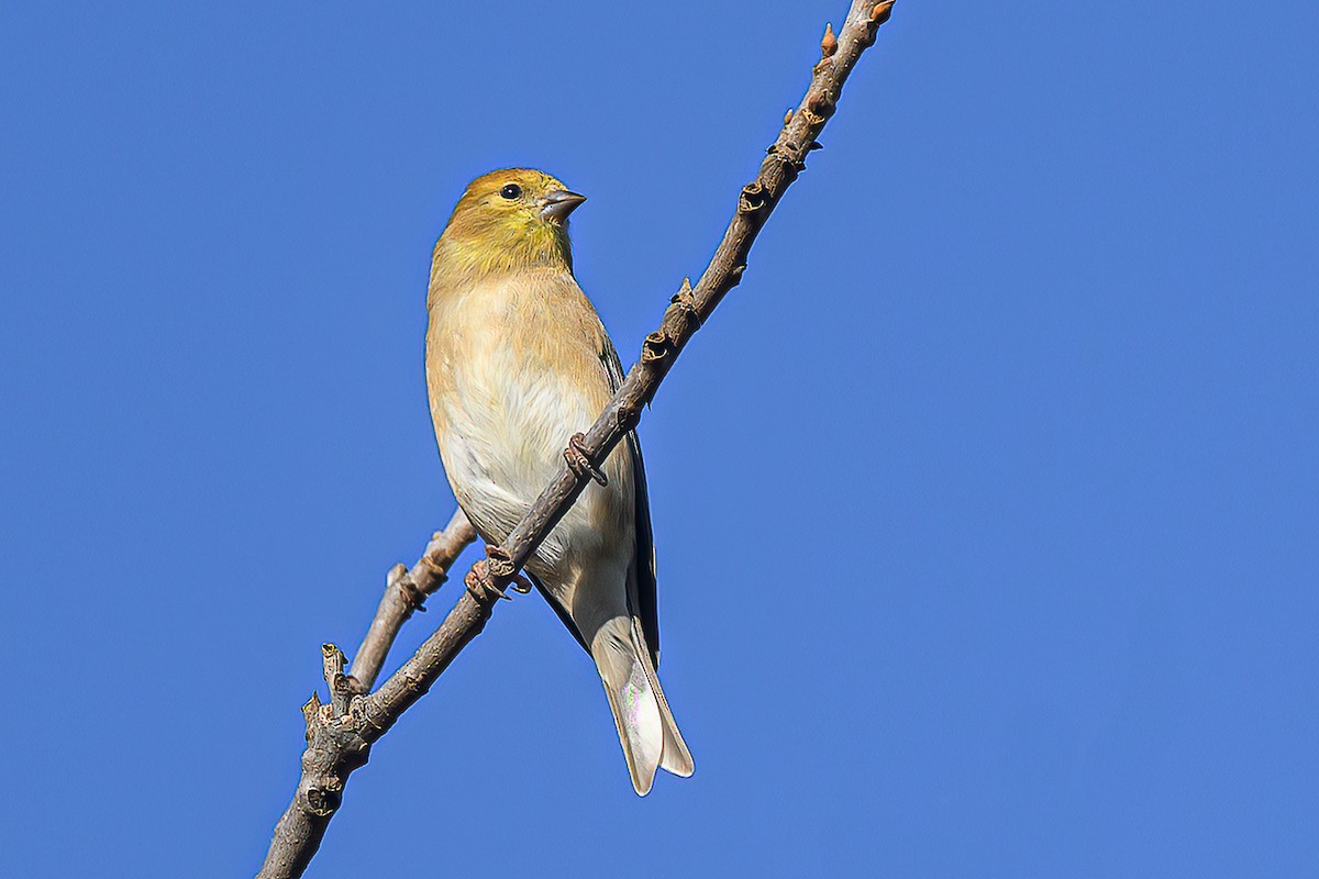 American Goldfinch - ML645861012