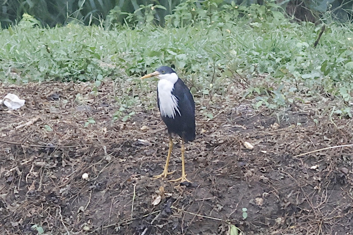 Pied Heron - ML645861013