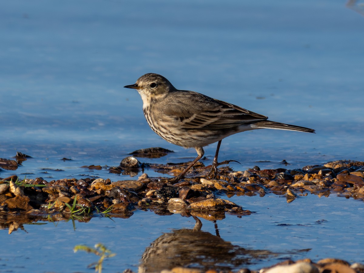 American Pipit - ML645861014