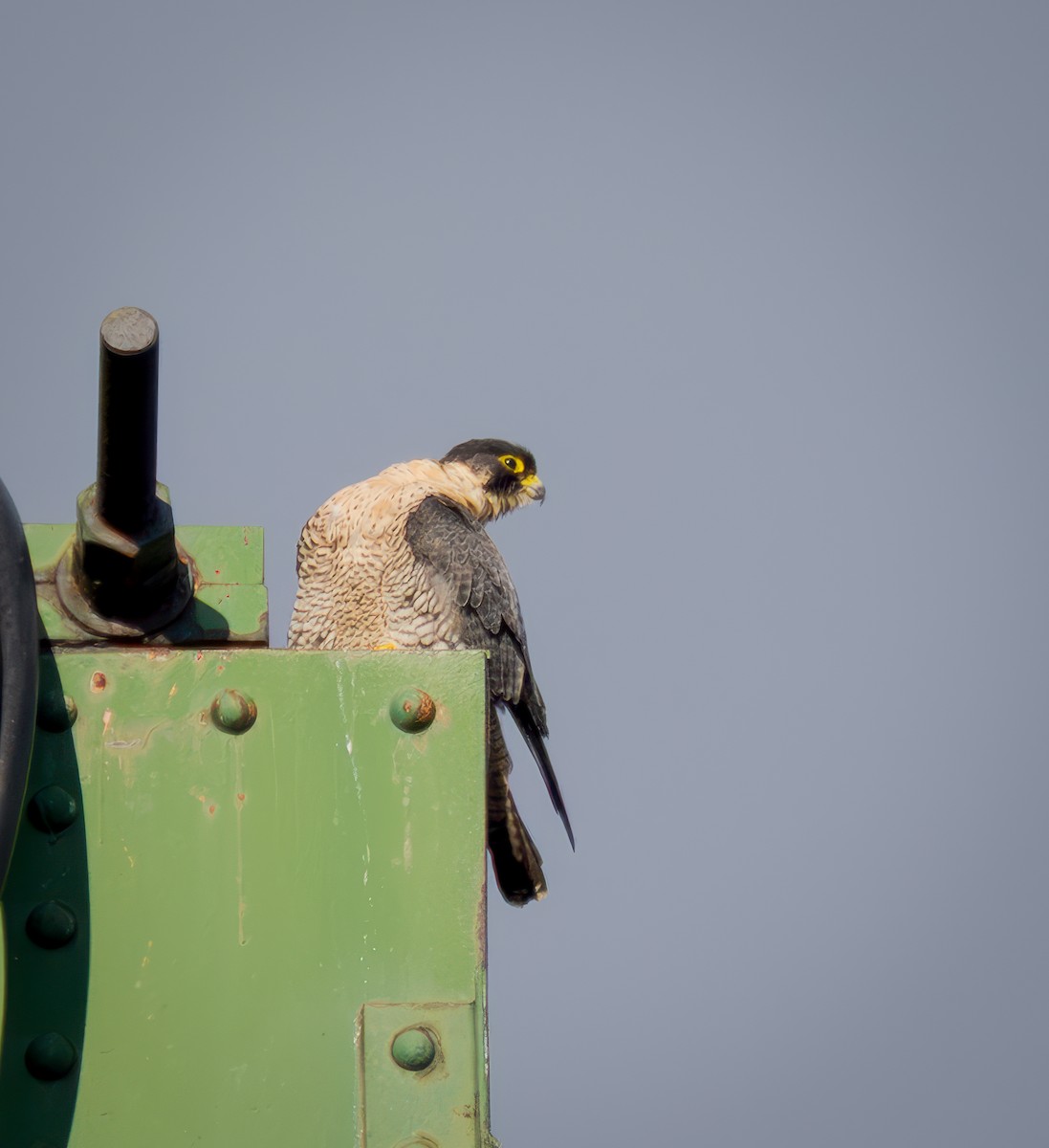 Peregrine Falcon - ML645861017