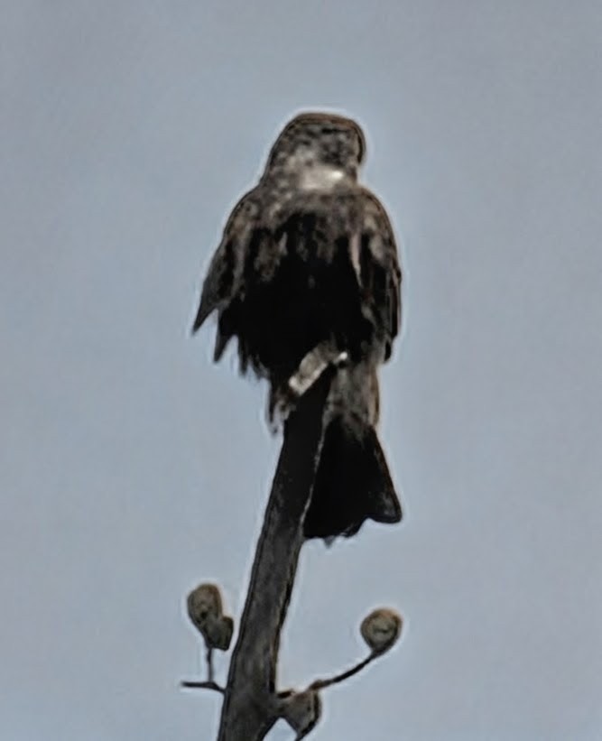 Merlin - ML645861022