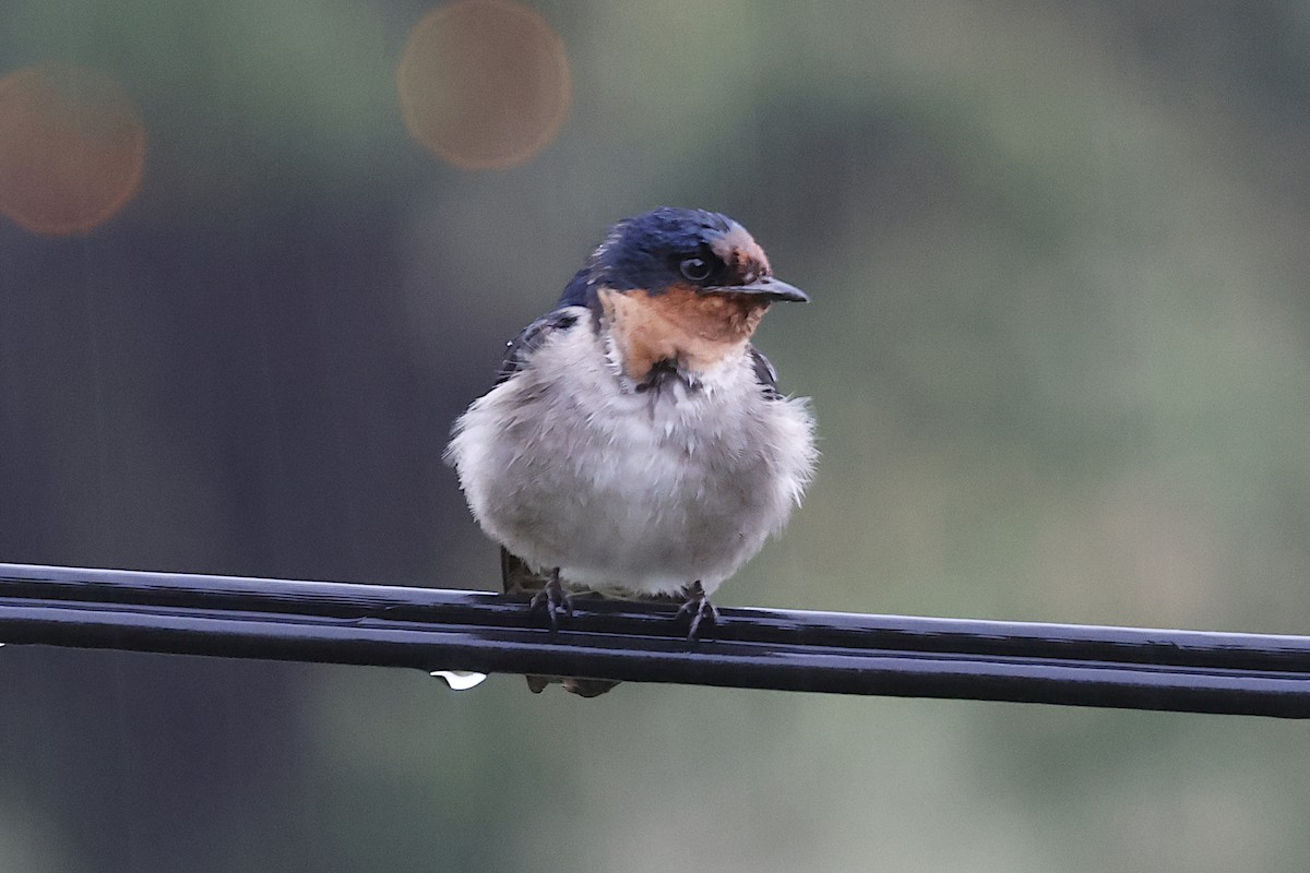 Pacific Swallow - ML645861023