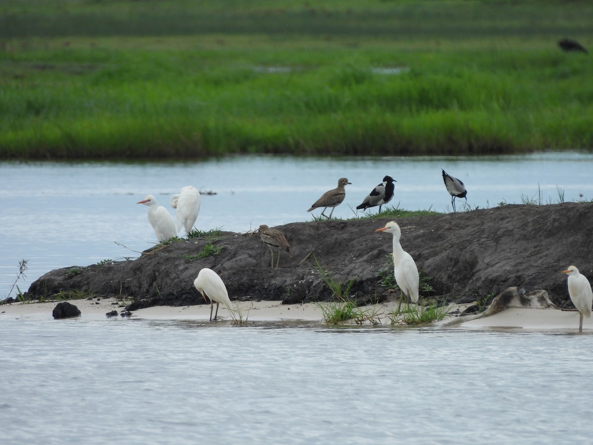 Western Cattle-Egret - ML645861024