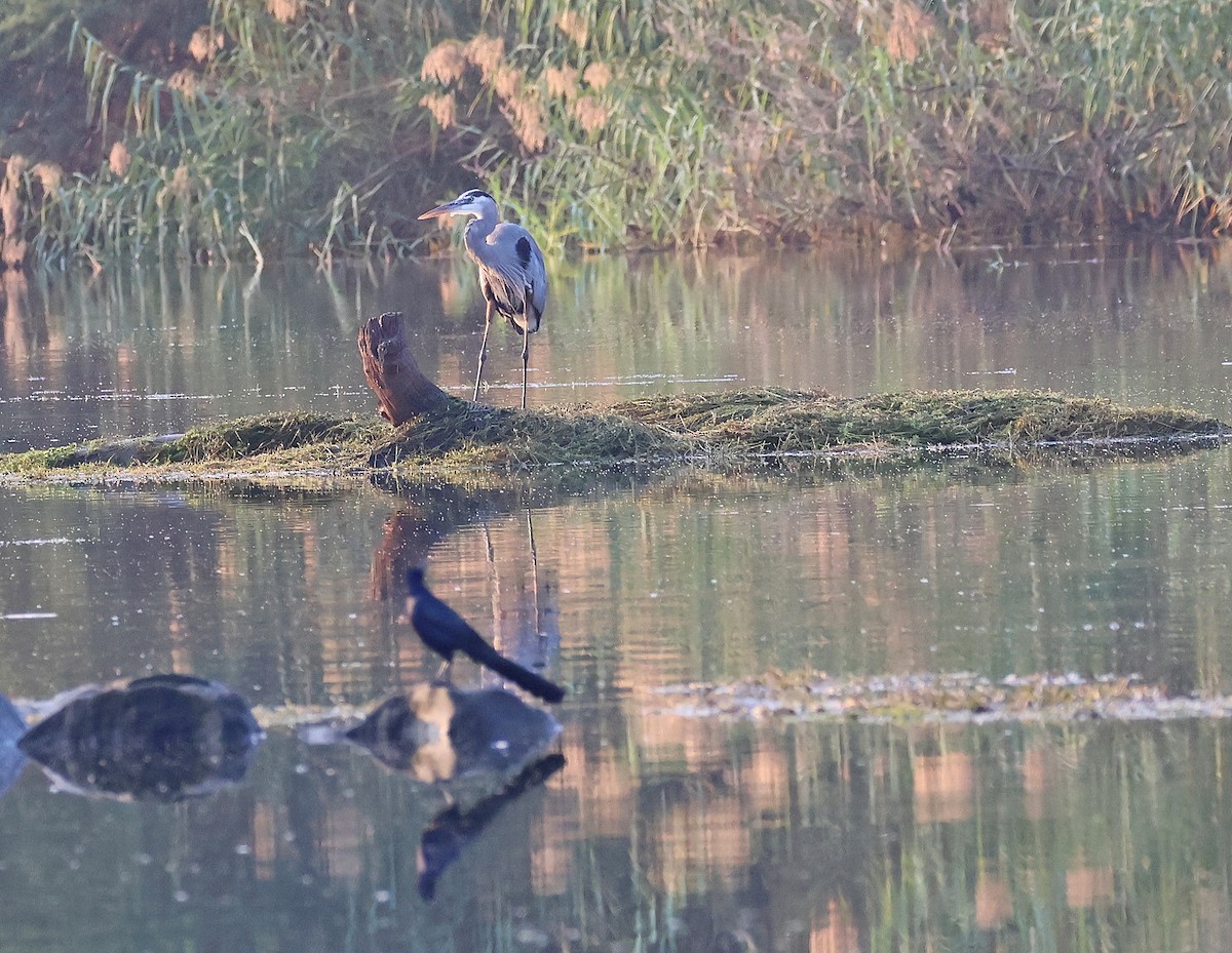 Great Blue Heron (Great Blue) - ML645861025