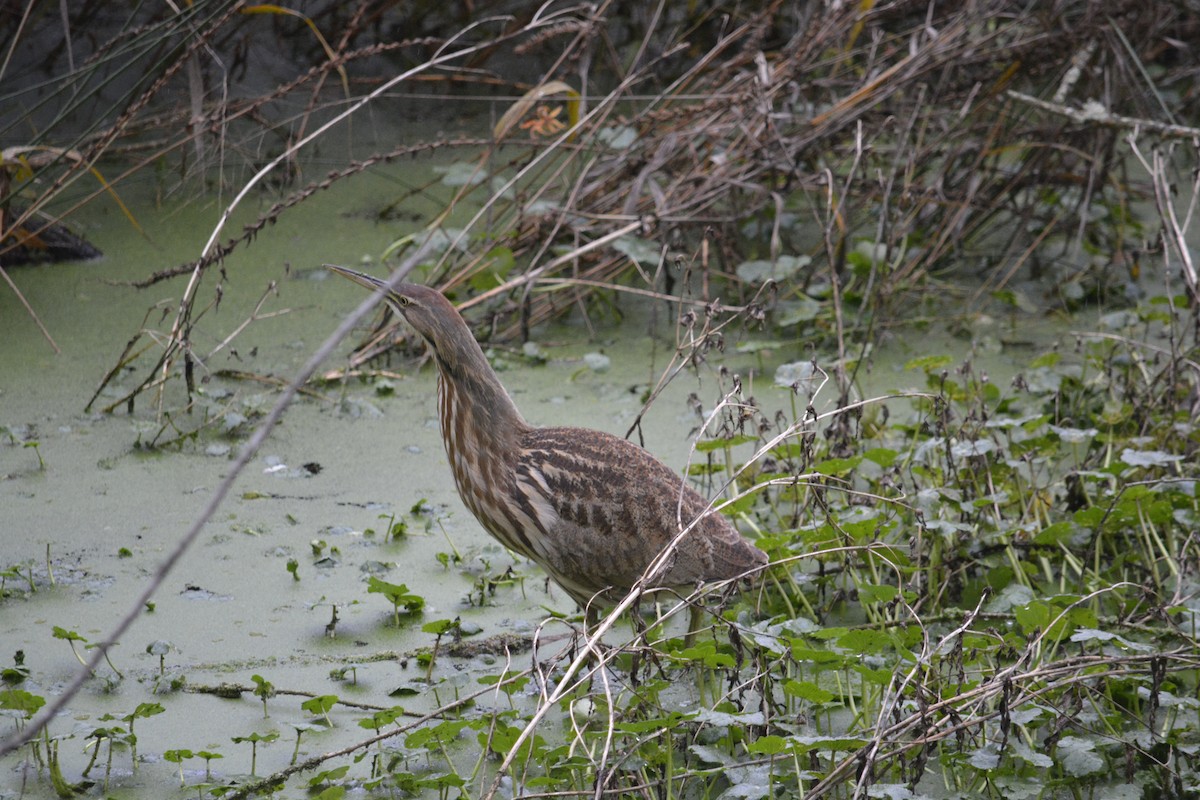 American Bittern - ML645861026
