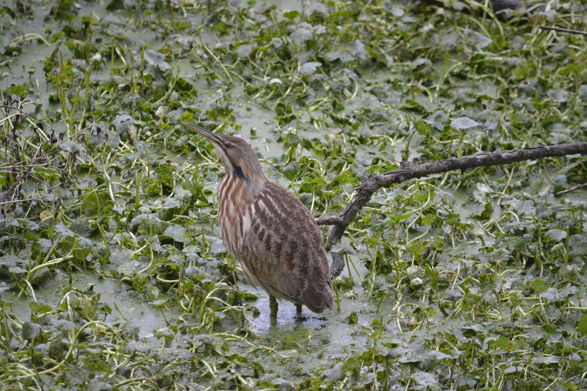 American Bittern - ML645861027