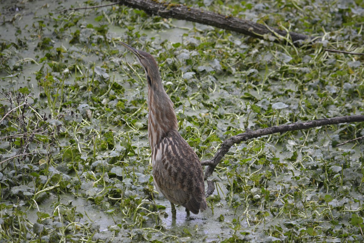 American Bittern - ML645861028