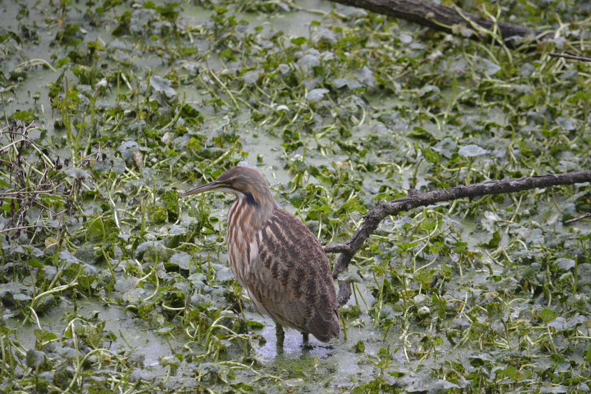 American Bittern - ML645861029