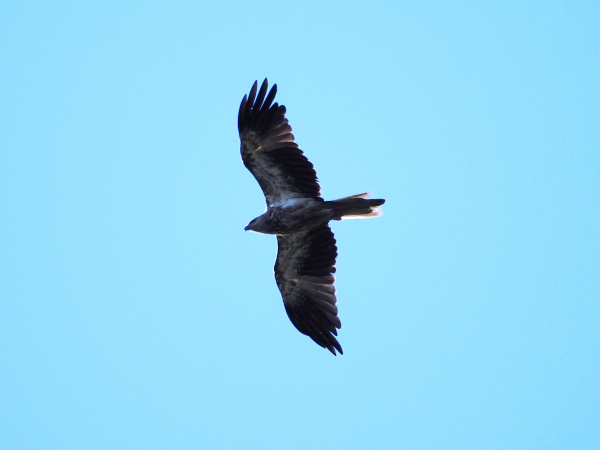 Whistling Kite - ML645861030