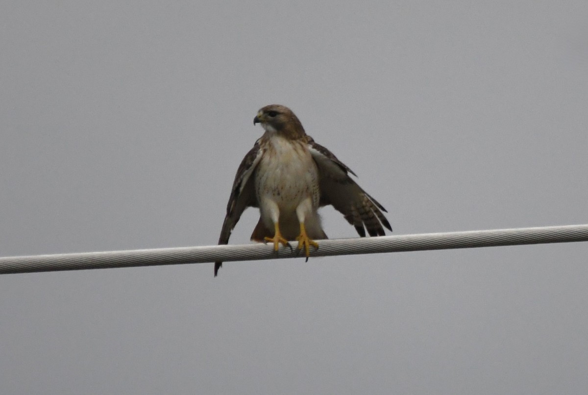 Red-tailed Hawk (borealis) - ML645861032