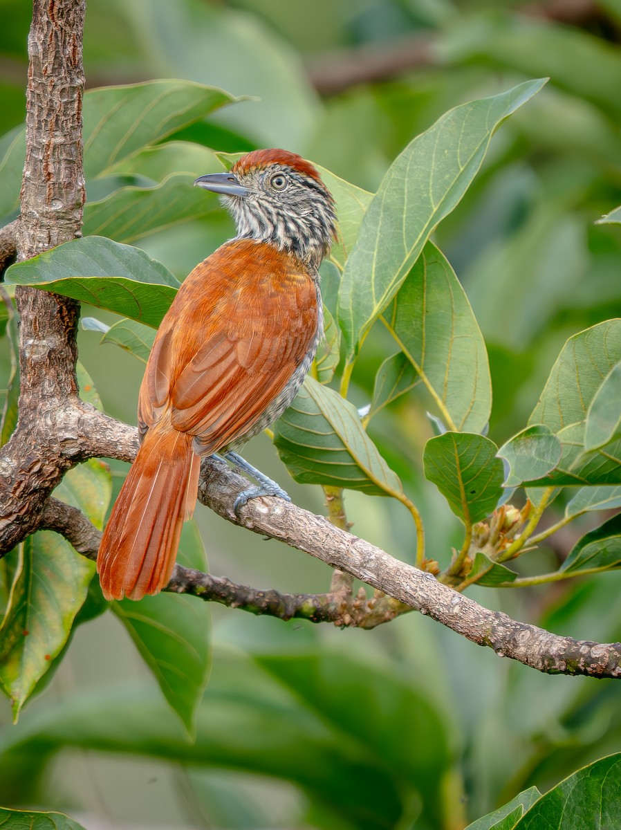 Bar-crested Antshrike - ML645861033