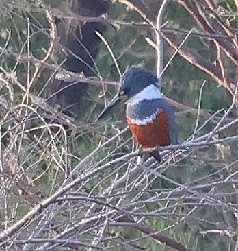 Ringed Kingfisher - ML645861034