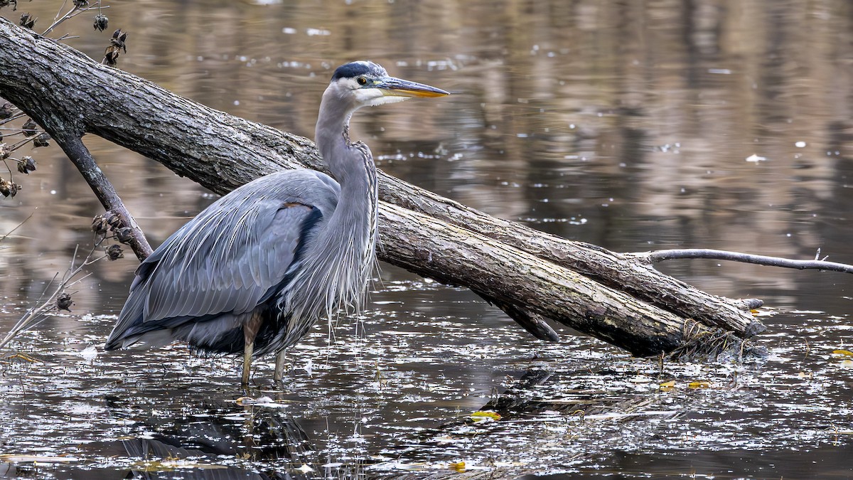 Great Blue Heron - ML645861035