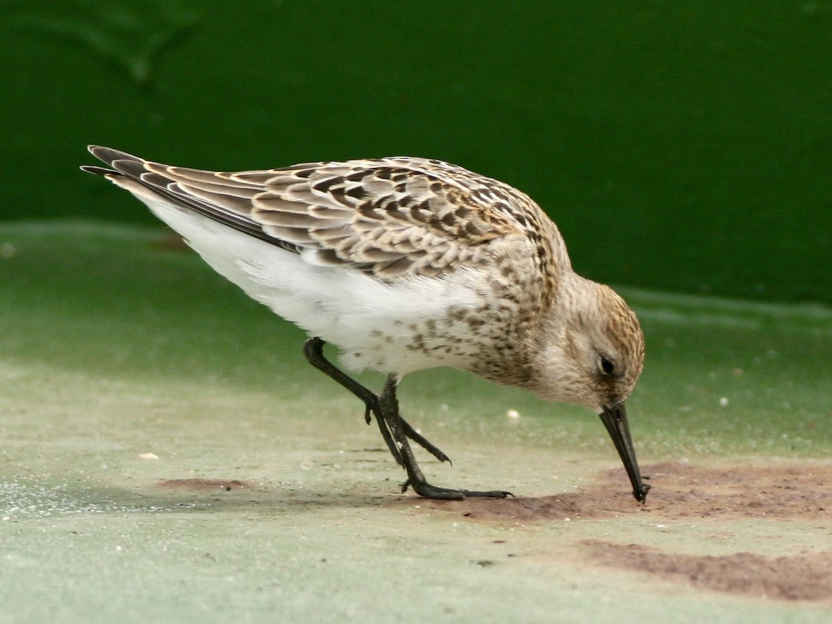 Dunlin - ML645861037
