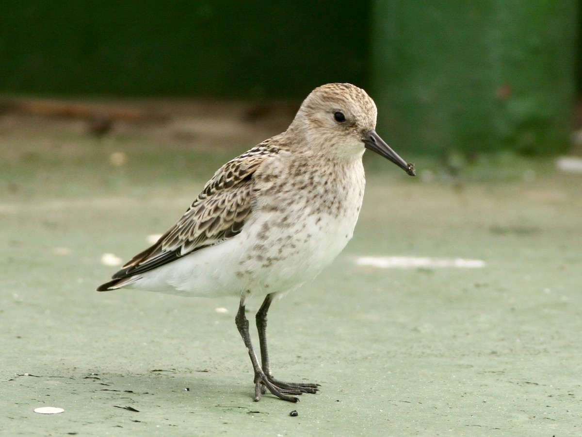 Dunlin - ML645861038