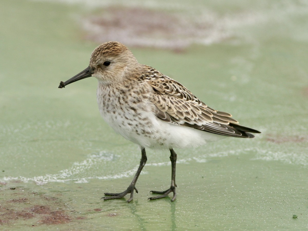 Dunlin - ML645861039